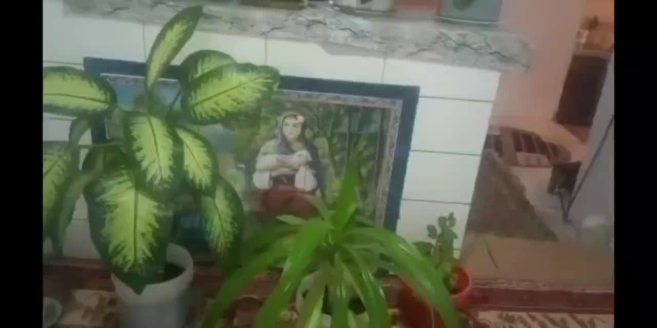 گل آپارتمانی|گل و گیاه طبیعی|فسا, |دیوار