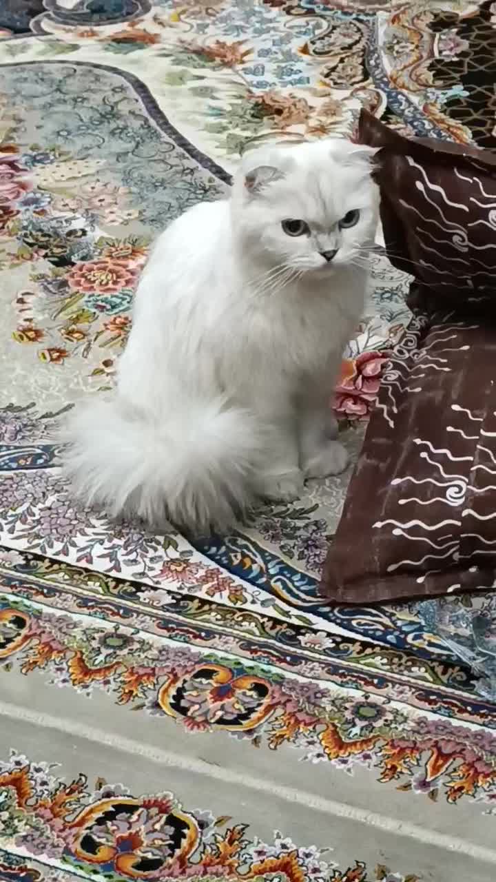 گربه اسکاتیش|گربه|فردیس, داوری|دیوار