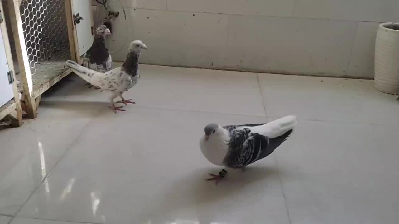کفتر|پرنده|مشهد, علی آباد|دیوار