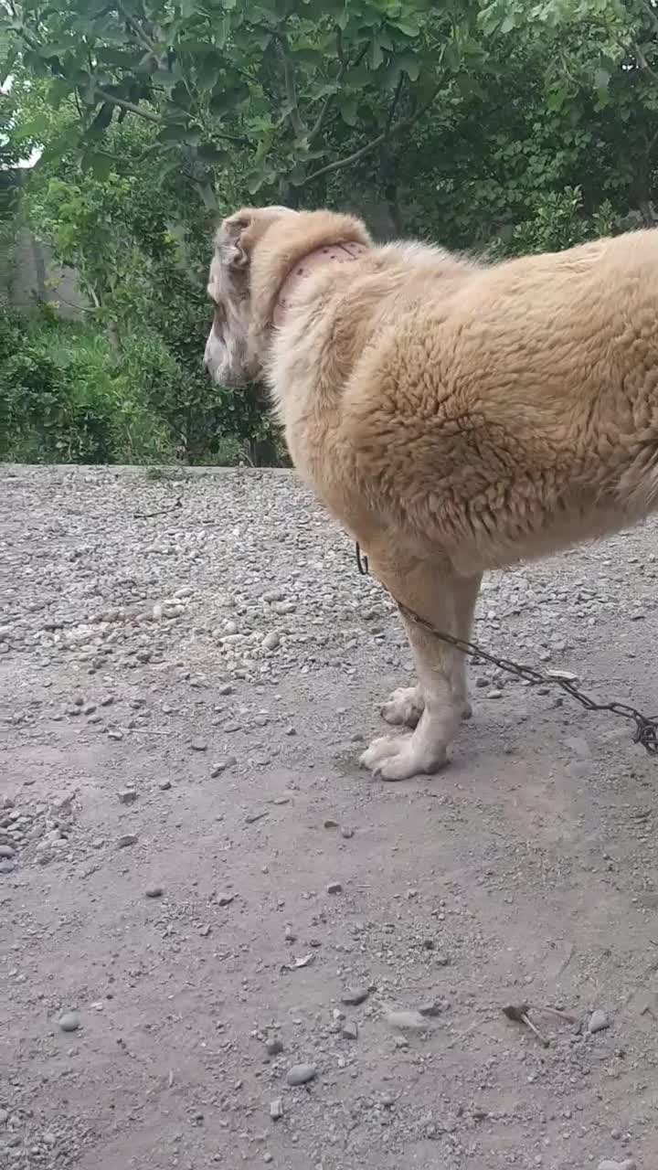 سگ ماده آلابای گمشده در خوشنام فردیس|حیوانات|ملارد, |دیوار