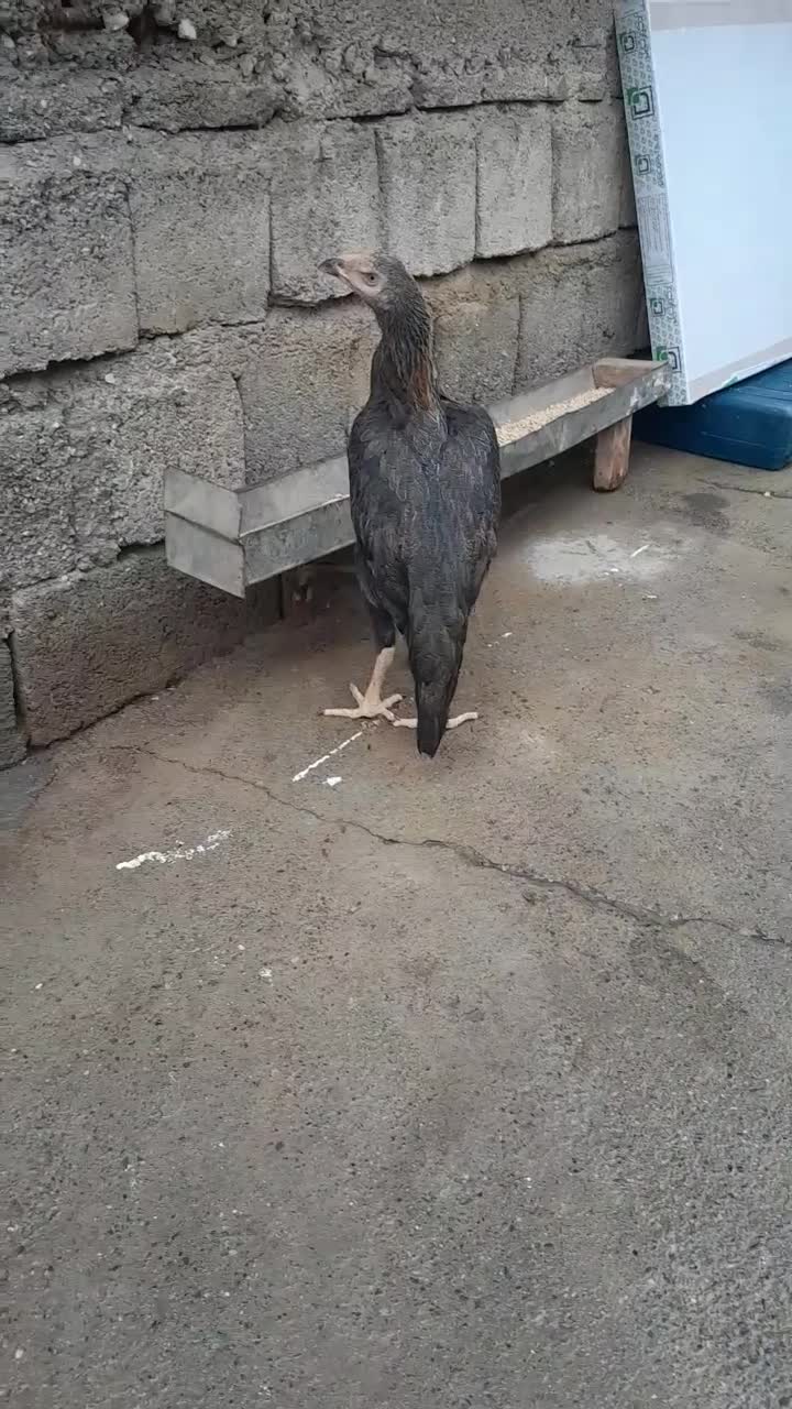 2 عدد مرغ لاری خارجی|حیوانات مزرعه|سقز, |دیوار