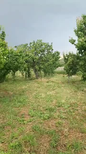 زمین وباغ جاده دندی روستای دوزکندبیش از یک هکتار|فروش زمین و ملک کلنگی|انگوران, |دیوار