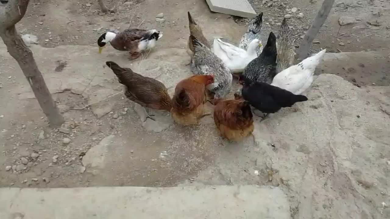 اردک و مرغ|حیوانات مزرعه|ماهدشت, |دیوار