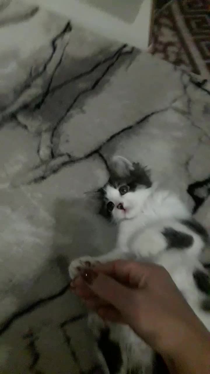 بچه گربه نر گوگولی و بامزه|گربه|تهران, آذری|دیوار