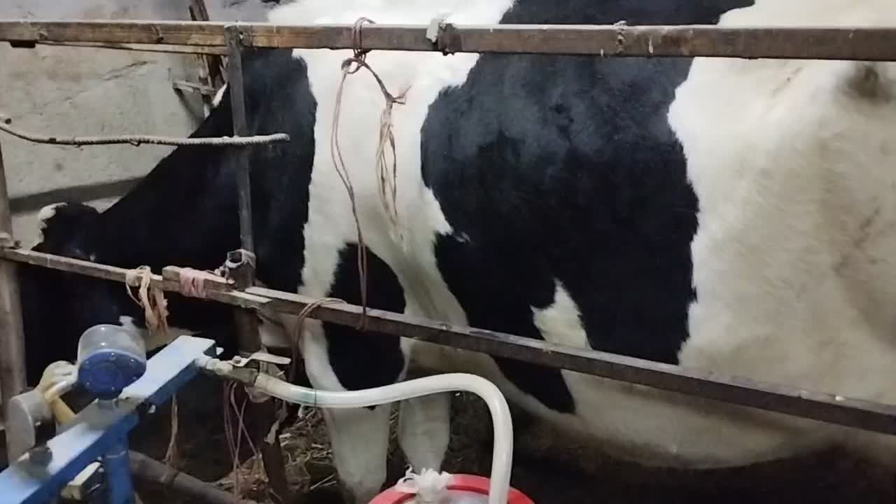 گاو شیری|حیوانات مزرعه|مشهد, شمس آباد|دیوار