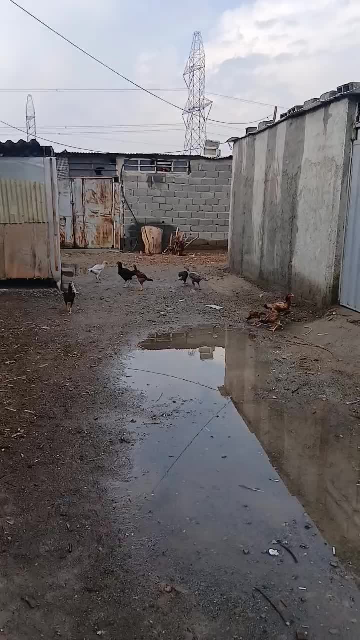 مرغ لاری|حیوانات مزرعه|باغستان, |دیوار