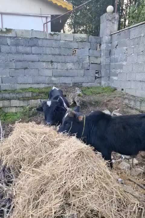 ورزاکوله صحرایی ۲عدد|حیوانات مزرعه|احمدسرگوراب, |دیوار