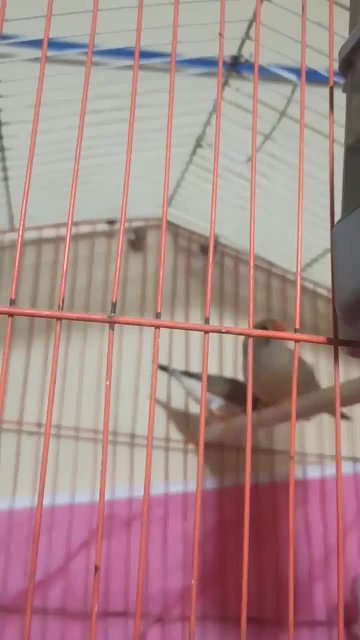 فنچ مولد|پرنده|بندرعباس, |دیوار