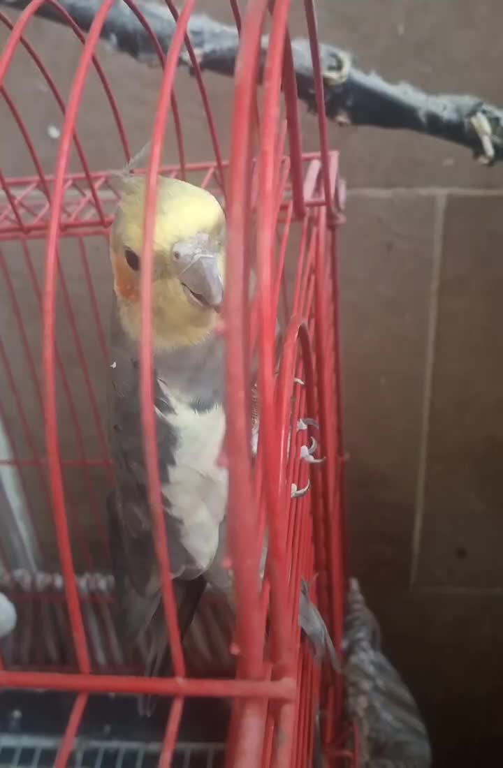 یک جفت عروس هلندی|پرنده|شهریار, شهرک وائین|دیوار