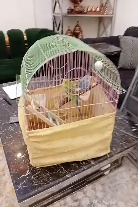 2عددمرغ عشق سروحال باقفس|پرنده|بومهن, |دیوار