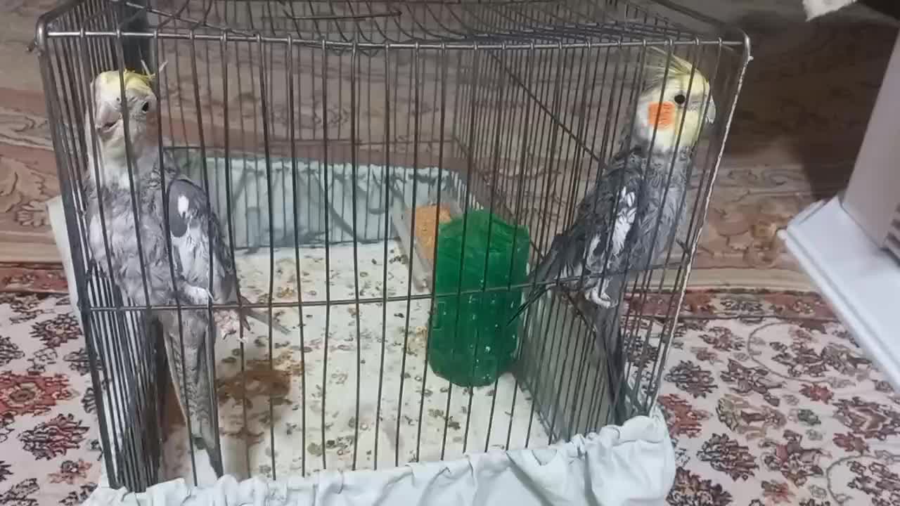 دوتا طوطی|پرنده|سمنان, |دیوار