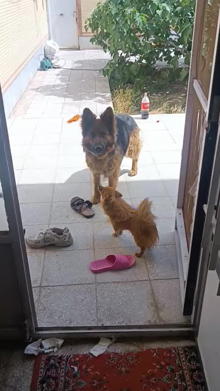 سگ ژرمن شولایماده|سگ|شهر بابک, |دیوار