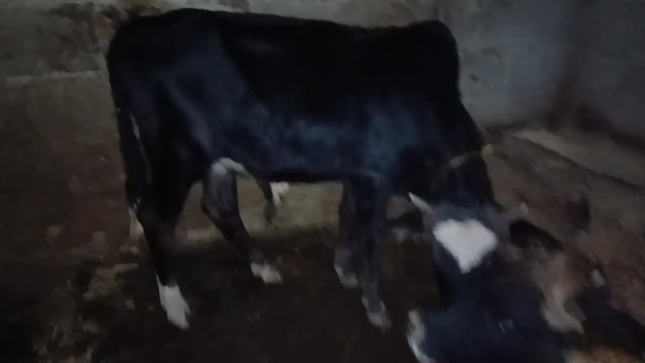 ورزا کوله گاو شکمدار|حیوانات مزرعه|رشت, حومه رشت|دیوار