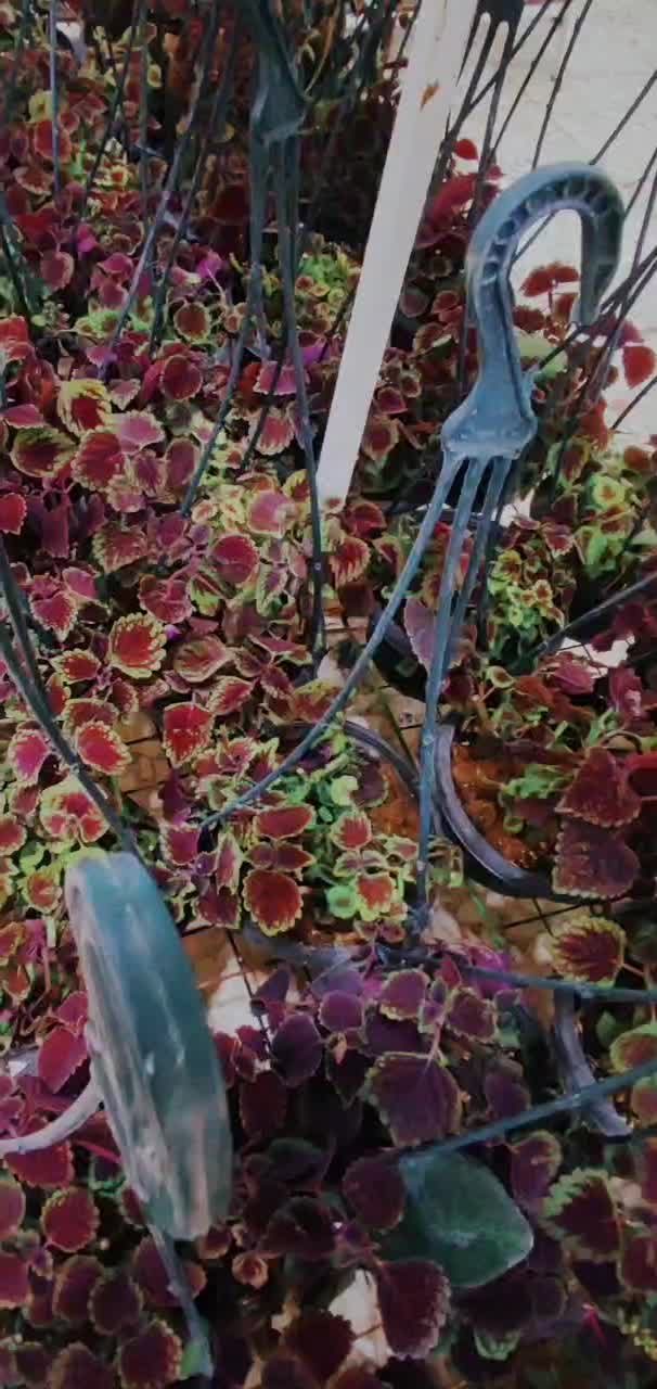 تعویض گل و گیاه با پسماند بازیافتی|گل و گیاه طبیعی|بندر ماهشهر, |دیوار