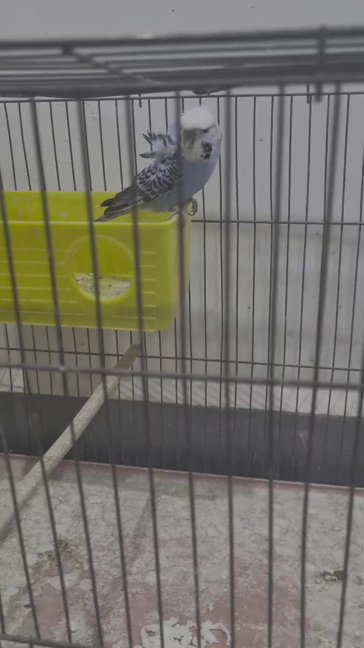 مرغ عشق پروانه ای مولد با۴جوجه|پرنده|اندیمشک, |دیوار