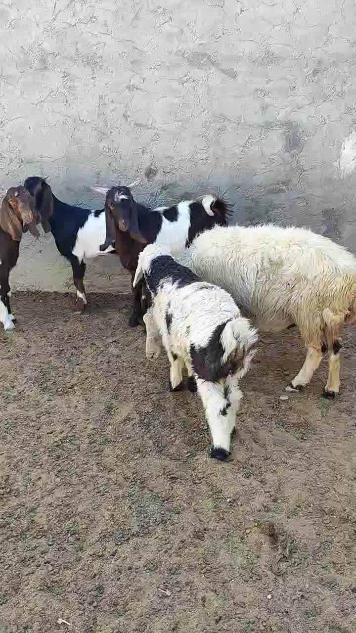 کهره و میش|حیوانات مزرعه|کوهنجان, |دیوار