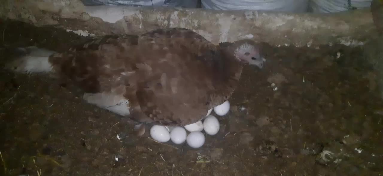 بوقلمون کرچ|حیوانات مزرعه|بانه, |دیوار