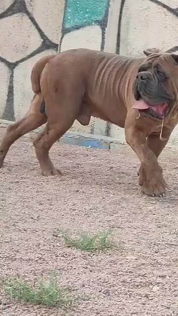 چاوچاو کن کرسو فروشی قفقازی درجه یک|سگ|کرج, فاز ۱ مهرشهر|دیوار