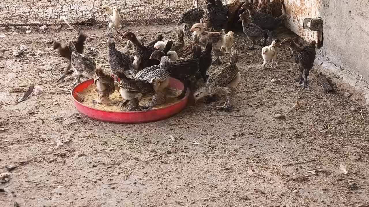 جوجه دیلگونی 50 روزه|حیوانات مزرعه|بهبهان, |دیوار