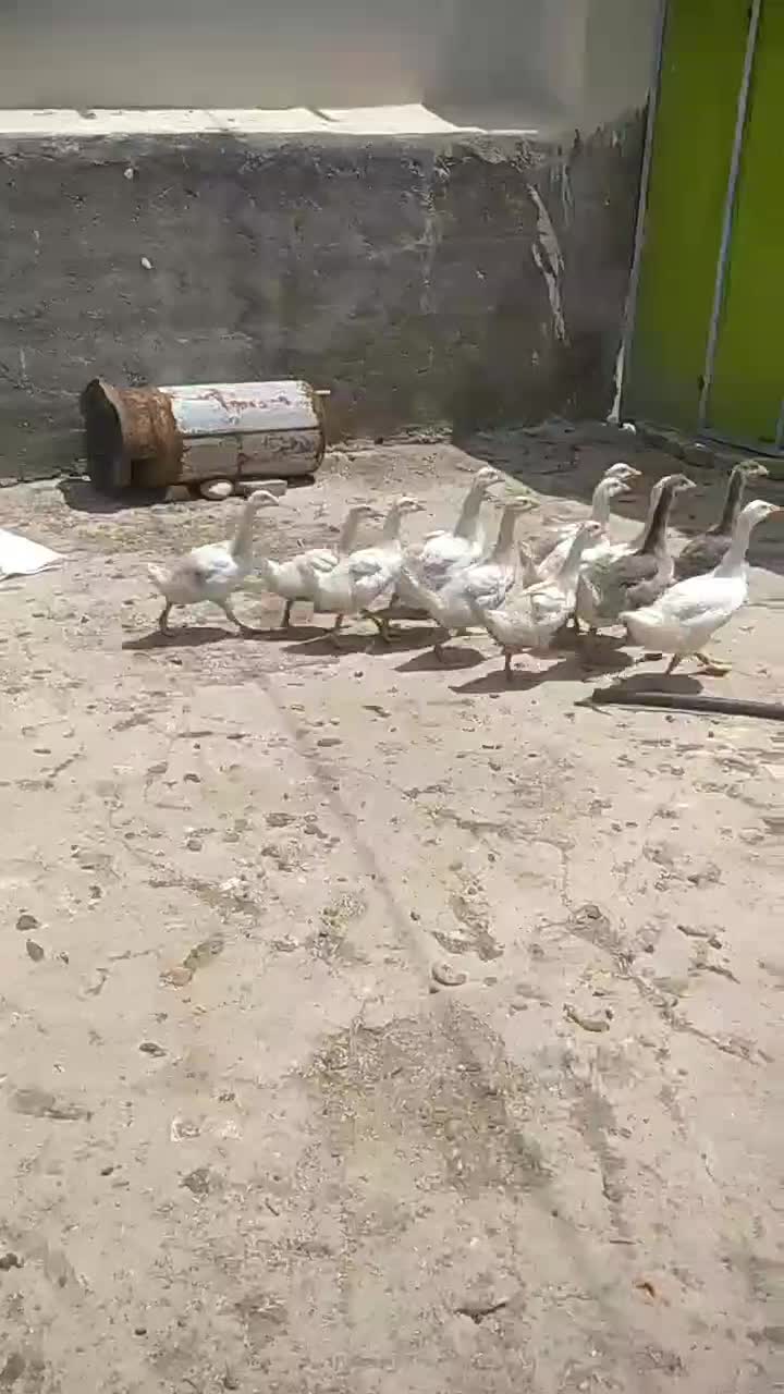 غاز|حیوانات مزرعه|بوشهر, |دیوار