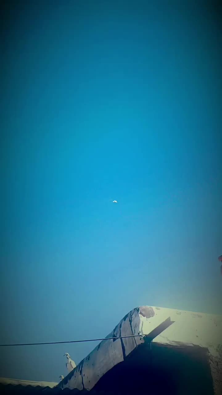 کبوتر فوق زوردار کلاف|پرنده|کرمانشاه, |دیوار