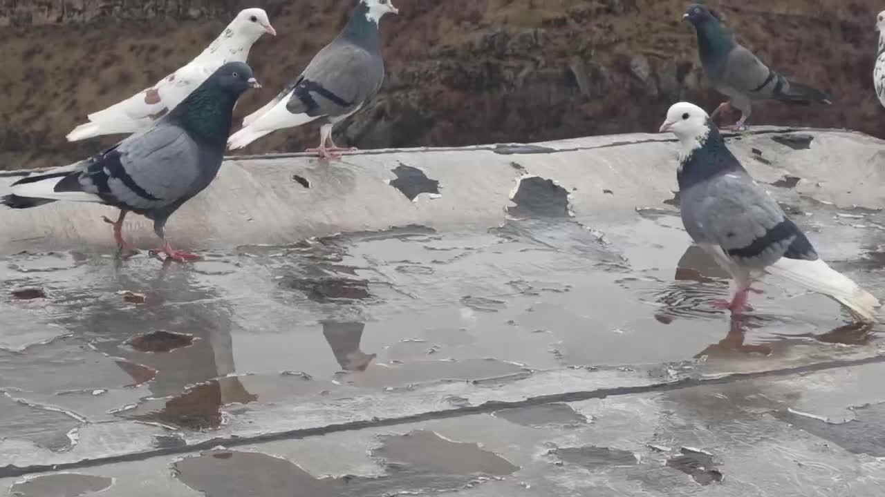 کبوتر تهرانی|پرنده|پاوه, |دیوار