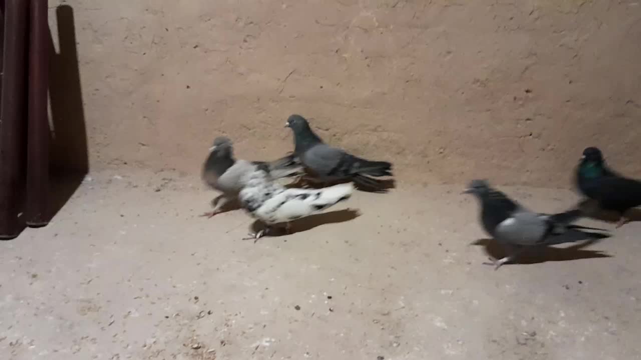 ۷ عدد کبوتر اصفهانی بازی سنگین  دونی ۲۸۰هزارتومن|پرنده|شهرضا, |دیوار