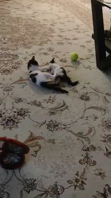 واگذاری دو عدد گربه|گربه|کیش, |دیوار