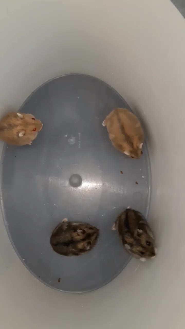 همستر کوتوله کمپل|موش و خرگوش|شیراز, فرهنگ شهر|دیوار