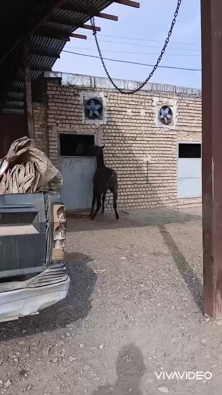 اسب فروشی|اسب و تجهیزات اسبسواری|اردکان, |دیوار