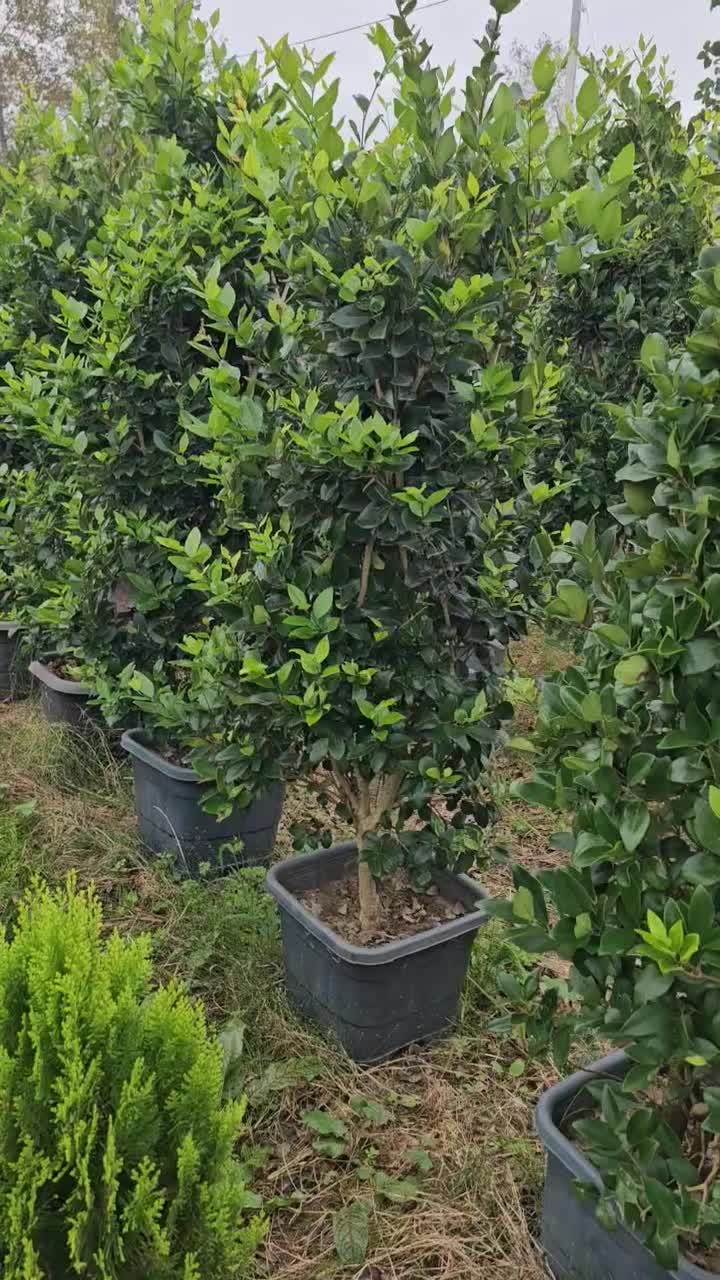 یاس هلندی جعبه ۴۰ و سطل ۱۰|خدمات باغبانی و درختکاری|نوشهر, |دیوار