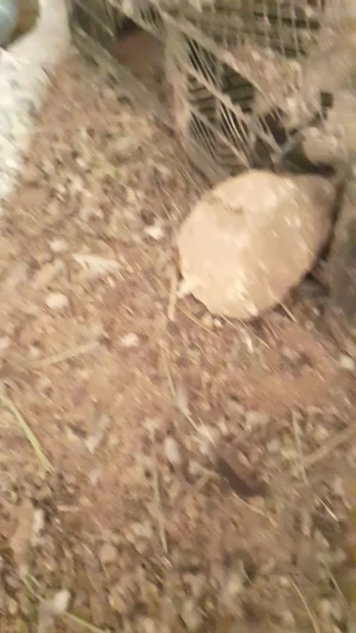 کبوتر|پرنده|اسفراین, |دیوار