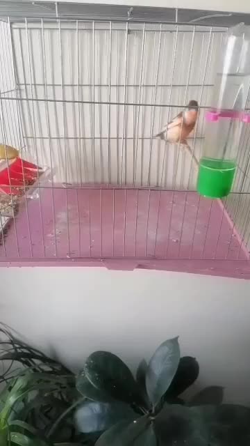 قناری رسمی بلندقرص معاوظه باامپلی ماشین|پرنده|محمدشهر, شهرک پیام (مهرالبرز)|دیوار