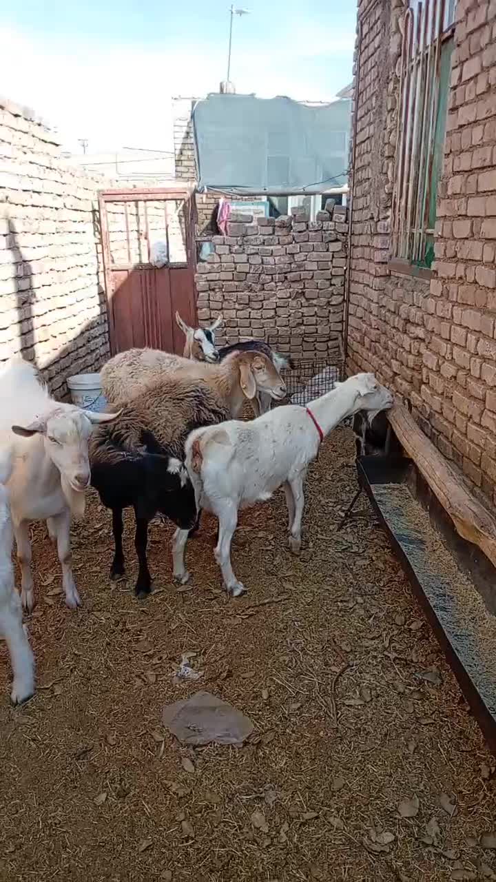 7عددگوسفند دوتاسانن دوتامیش  چبش گلابی ودوتاالپاین|حیوانات مزرعه|بردسکن, |دیوار