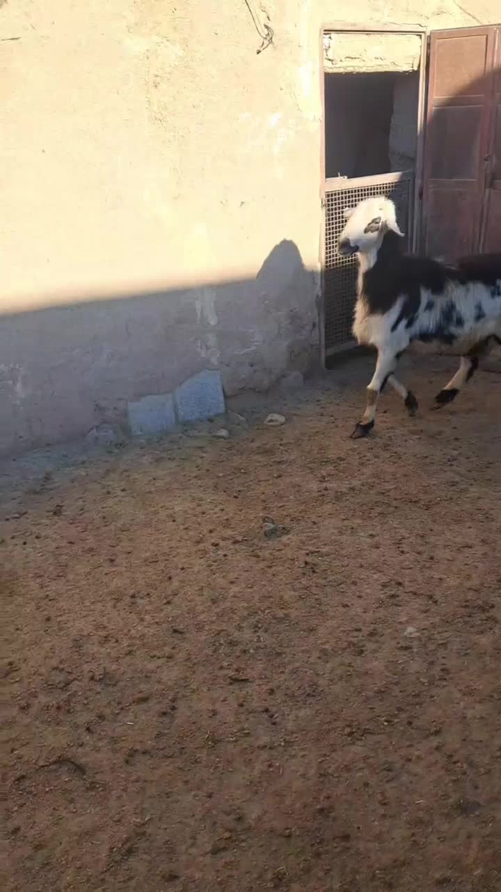 قوچ پلنگی|حیوانات مزرعه|خنداب, |دیوار