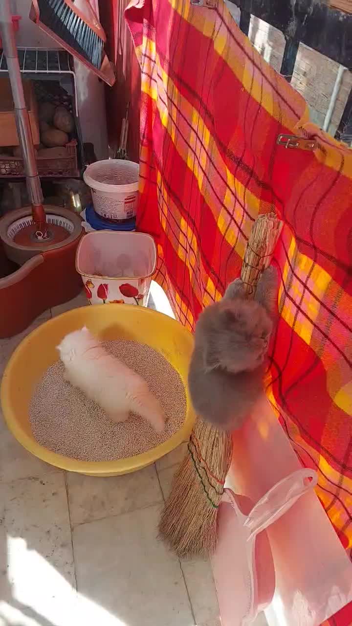 گربه پرشین سفید و طوسی آماده واگذاری|گربه|ساری, |دیوار