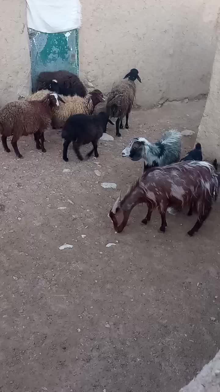 میشوبره|حیوانات مزرعه|شیرین‌سو, |دیوار