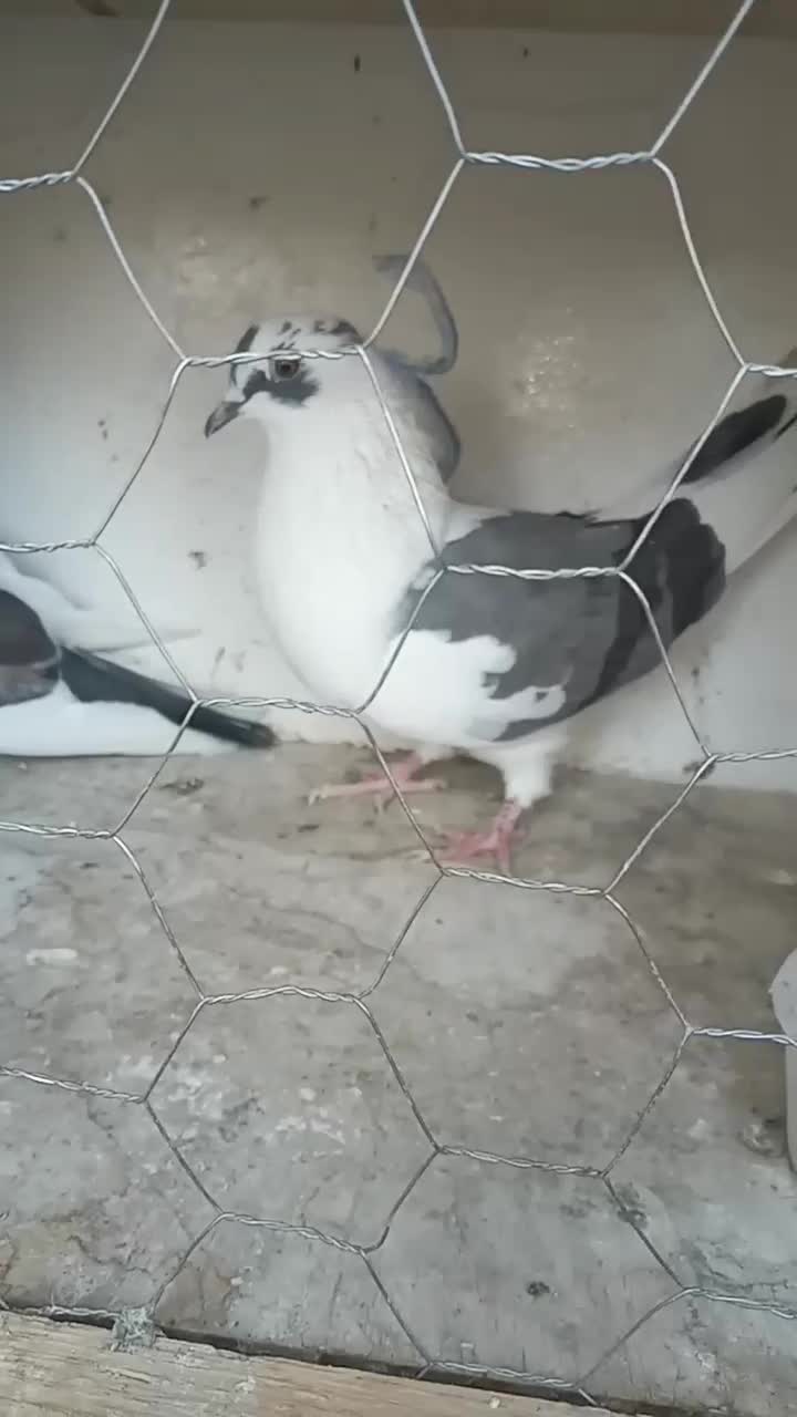 جفت نروماده|پرنده|وحیدیه, |دیوار