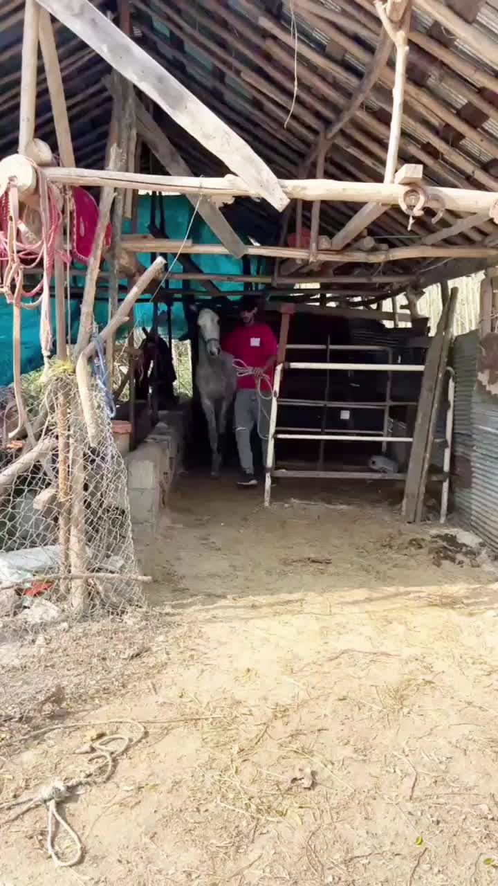 عرب مصری|اسب و تجهیزات اسب‌سواری|رشت, بوسار|دیوار