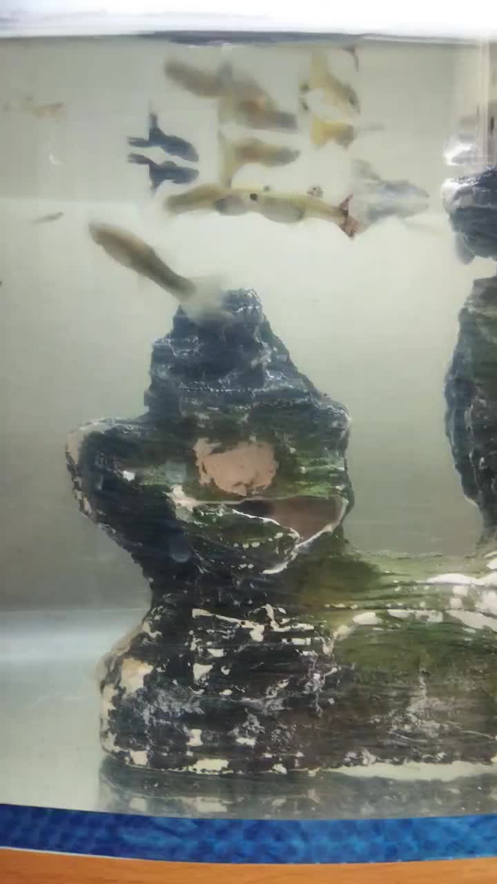 اکواریوم|ماهی|تبریز, |دیوار