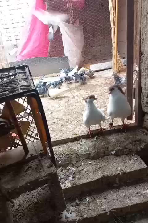 ۱جفت ساده خال|پرنده|گنبد کاووس, |دیوار