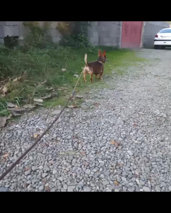 تدی سگ کوچولو|سگ|خشکبیجار, |دیوار