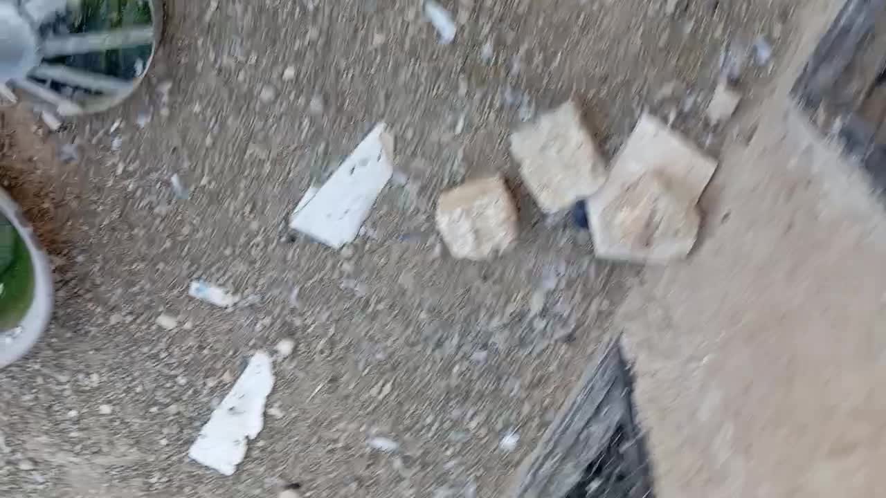 کبوتر پرشی المانی پلاکی|پرنده|کاشمر, |دیوار