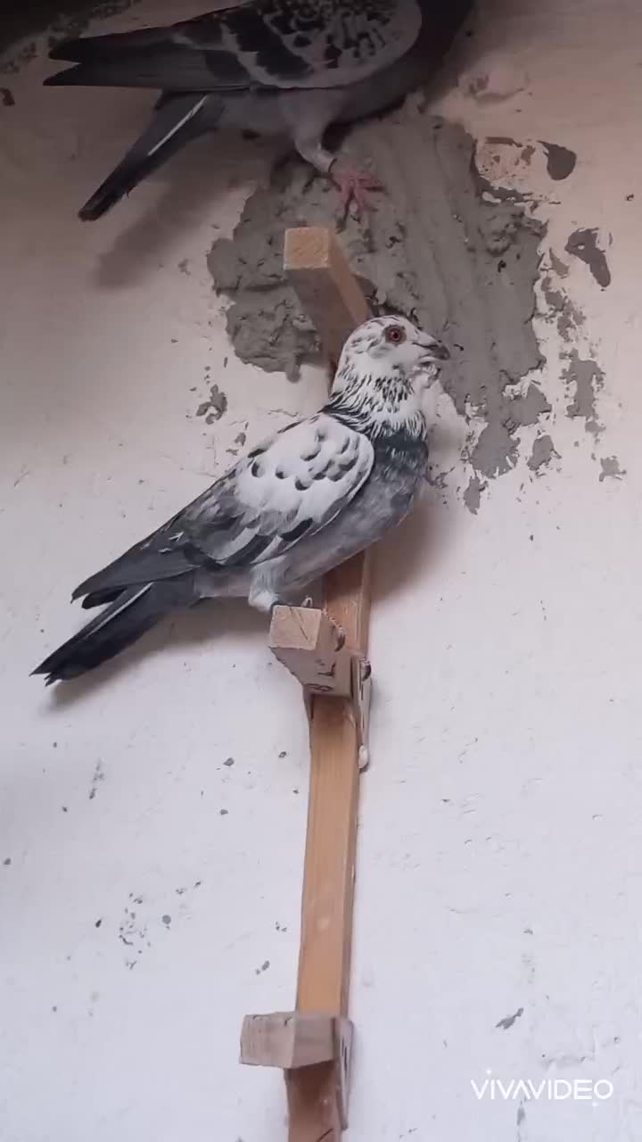 کبوتر دورگ پلاکی|پرنده|فسا, |دیوار