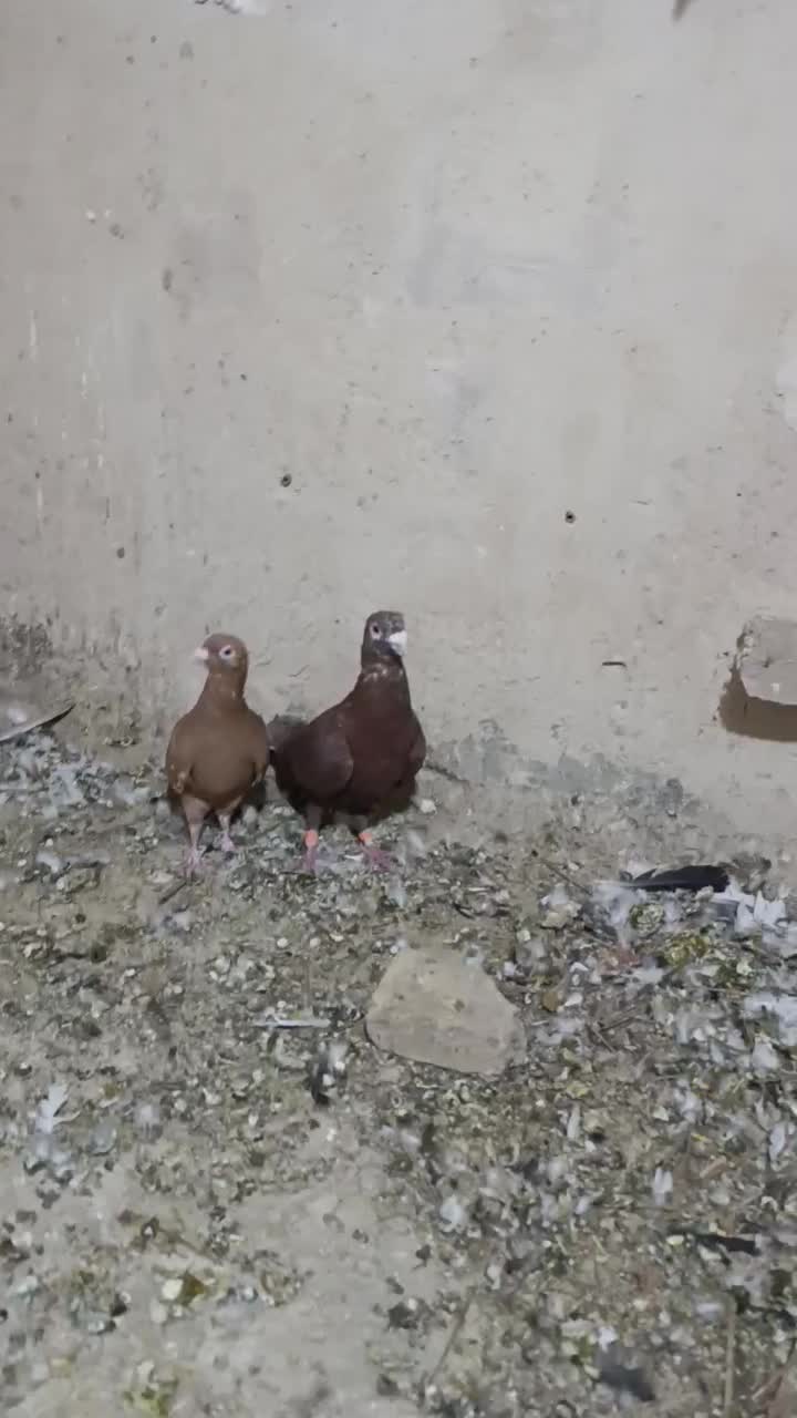 فروش کبوتر|پرنده|جهرم, |دیوار