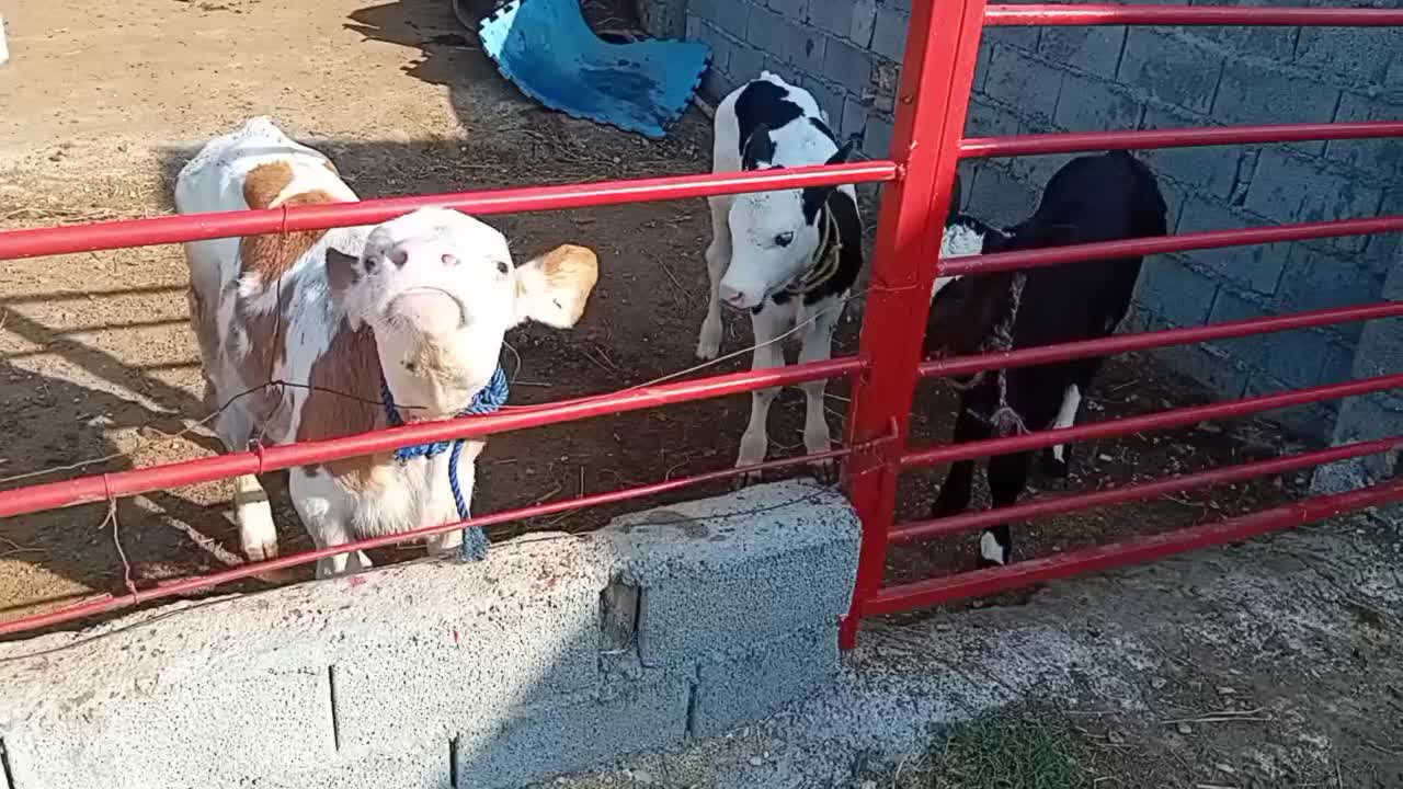 فروش گوساله پرواری|حیوانات مزرعه|طبس, |دیوار