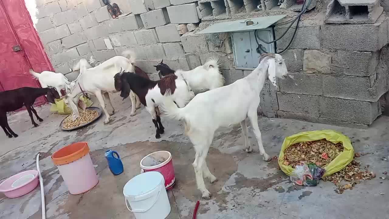 نه عدد بز و بیگ|حیوانات مزرعه|مسجد سلیمان, |دیوار