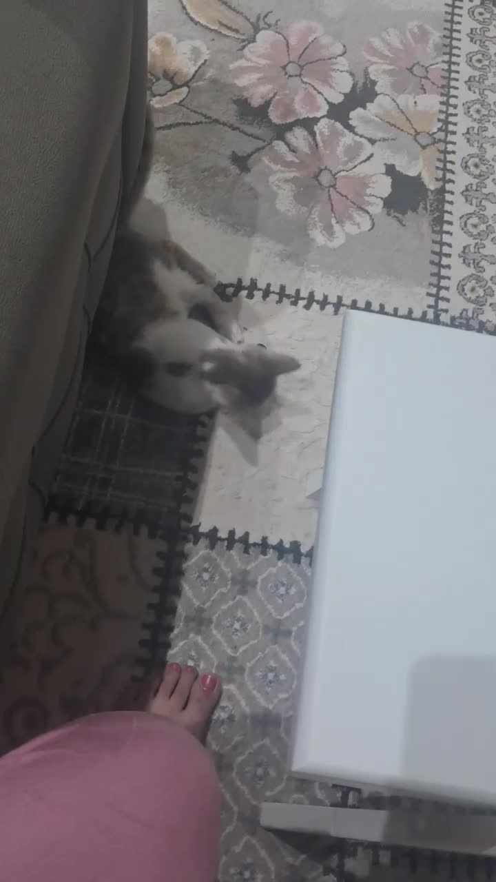 این گربه در محدکده اداره کل دامپزشکی رسالت گم شده|حیوانات|اردبیل, |دیوار