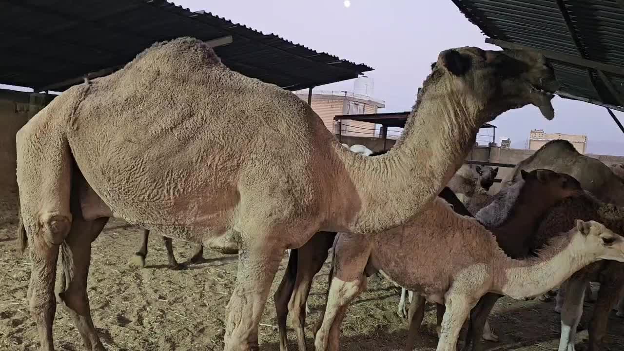 لوک درجه یک|حیوانات مزرعه|شیراز, علی آباد|دیوار