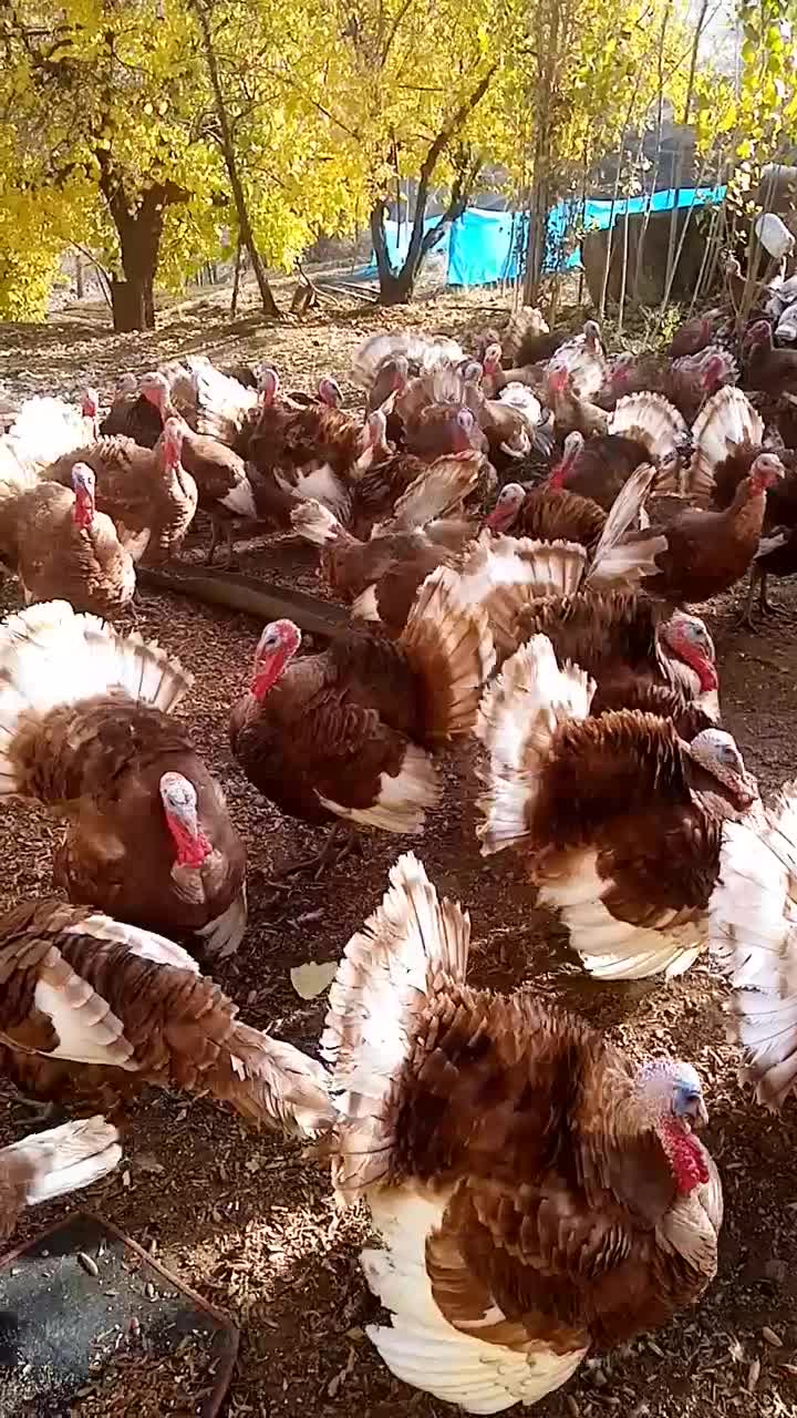 فروش قل (بوقلمون) بوربون|حیوانات مزرعه|بانه, |دیوار